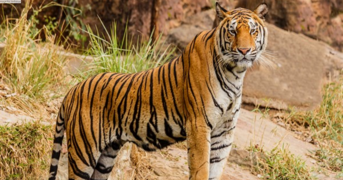 Four tiger cubs released in Bengal safari